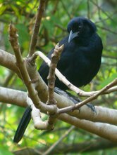 Melodious Blackbird